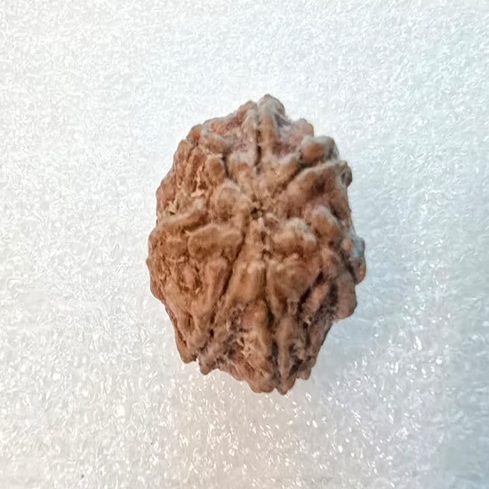 7 Mukhi Rudraksha Certified Original Bead for Wealth, Health & Good Fortune 7 Mukhi Rudraksha Certified Original Bead for Wealth, Health & Good Fortune
